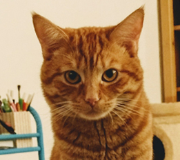katze cid meister